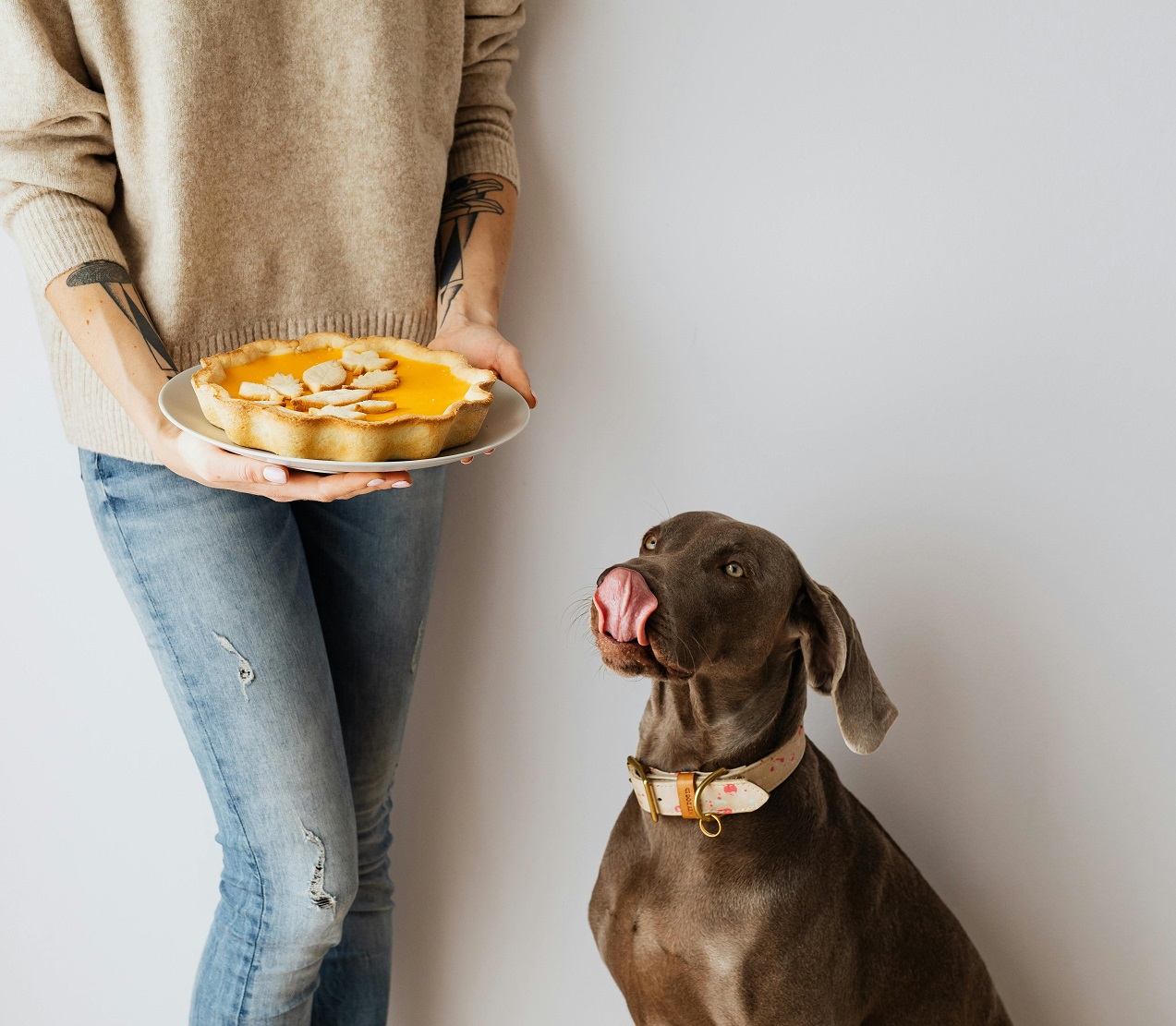 10 Best Dog Food for Small Breeds: A Comprehensive Guide