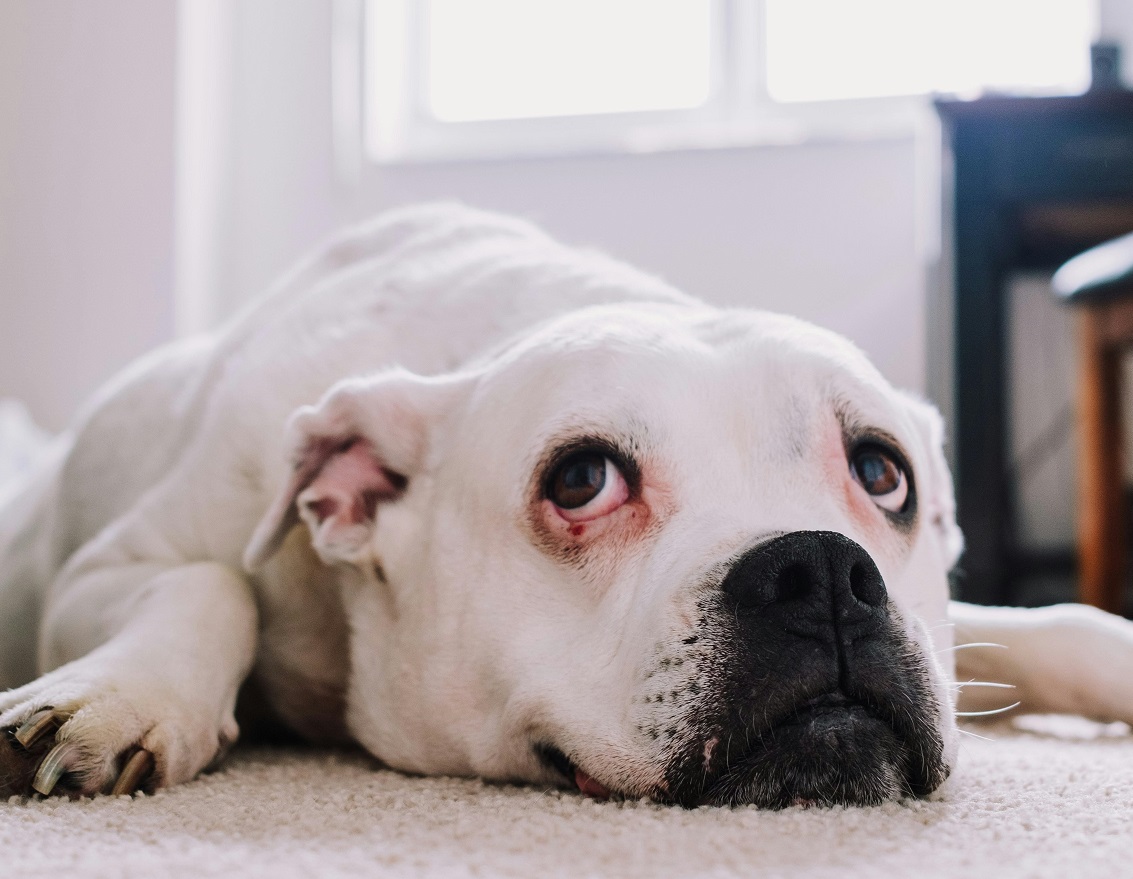 Effective Dog Training Tips for Beginners: Master the Basics-2025