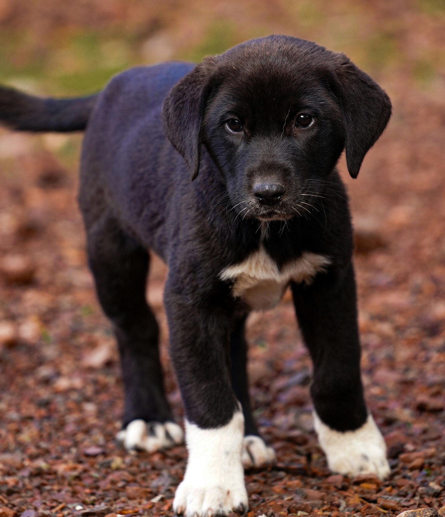Best Potty Training Methods for Puppies: A Complete Guide
