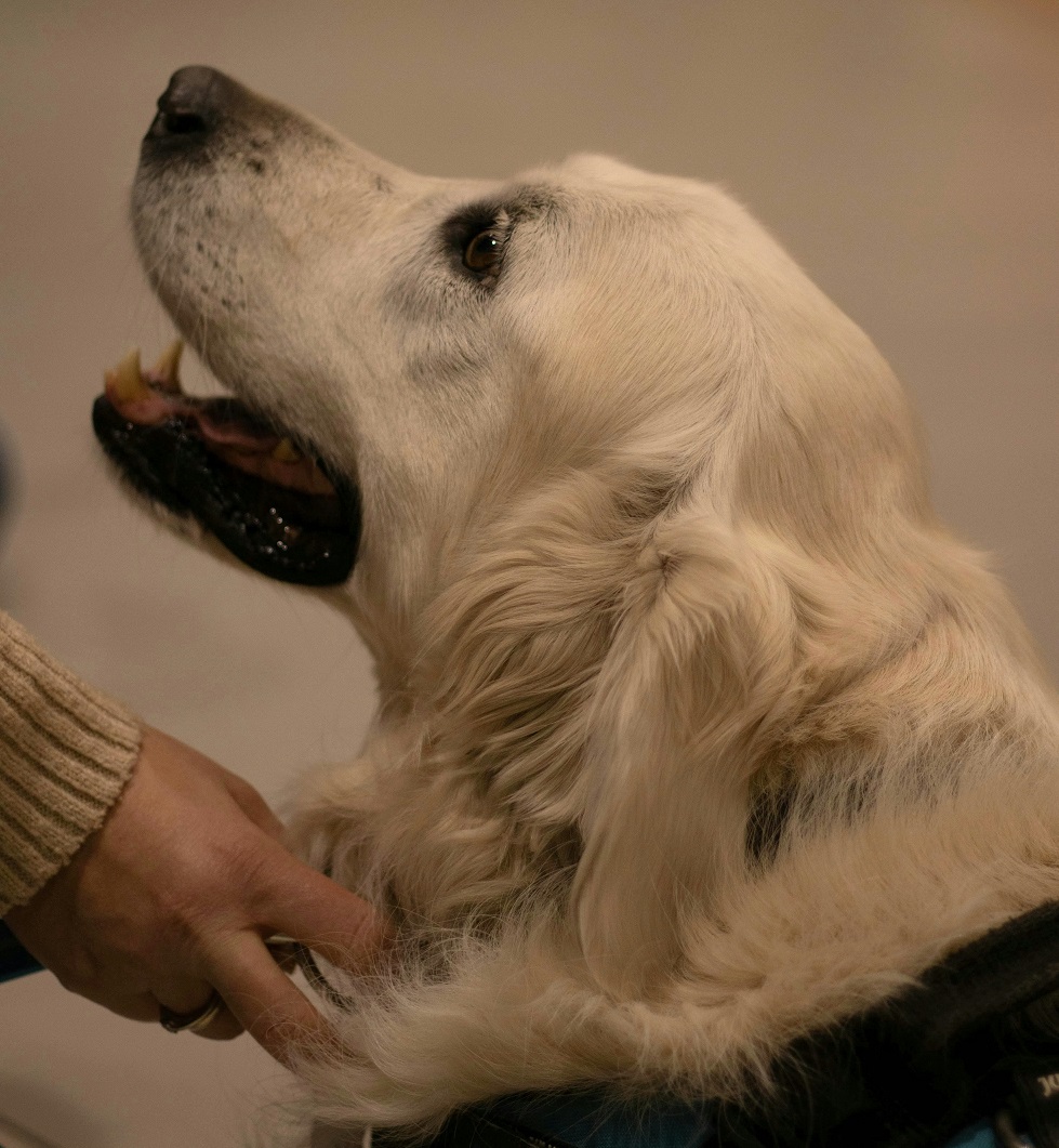 How to Train Your Puppy Not to Bite: Effective Tips for Puppy Owners