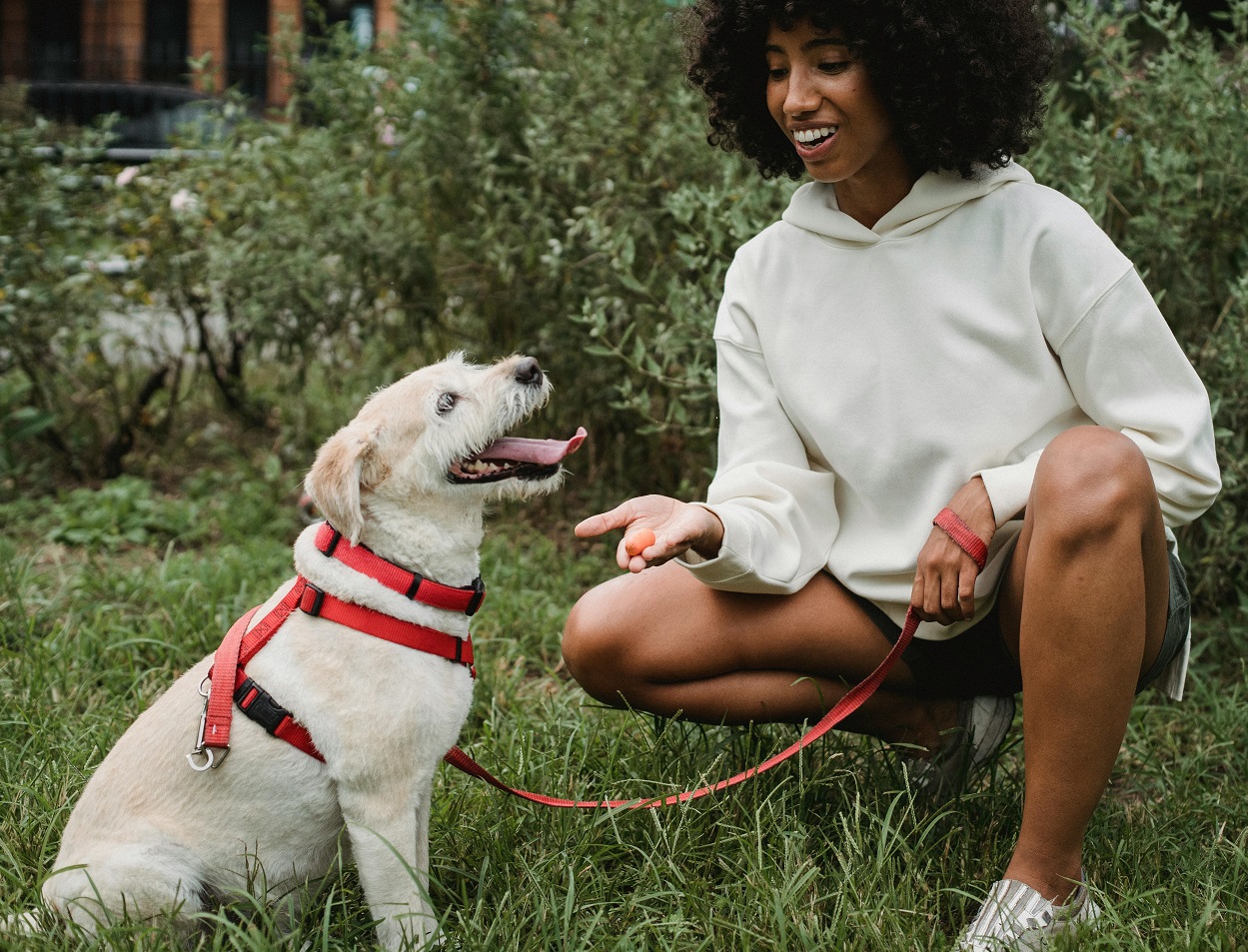 How to Train a Puppy: A Complete Guide for New Dog Owners