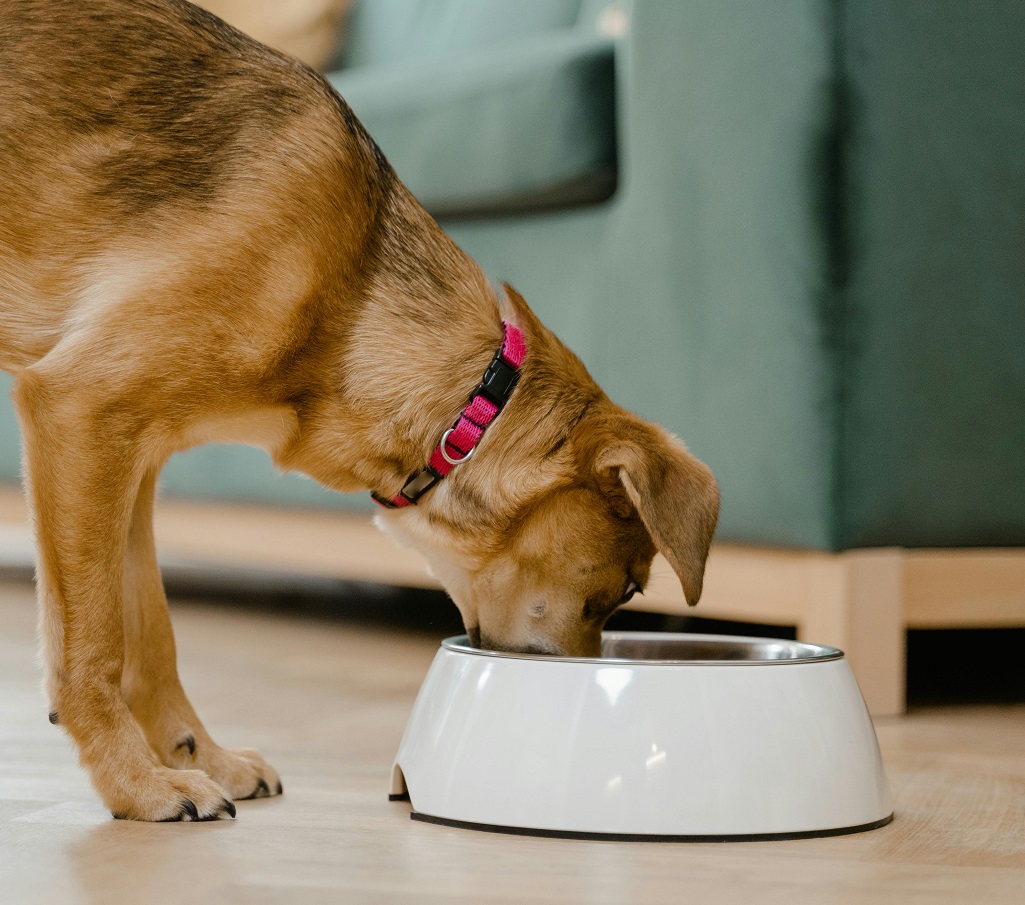 Why does the dog take goodies but not his food?