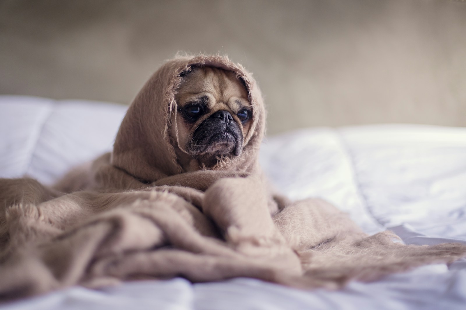 Dog Bladder Infection Symptoms: What Every Pet Parent Should Know