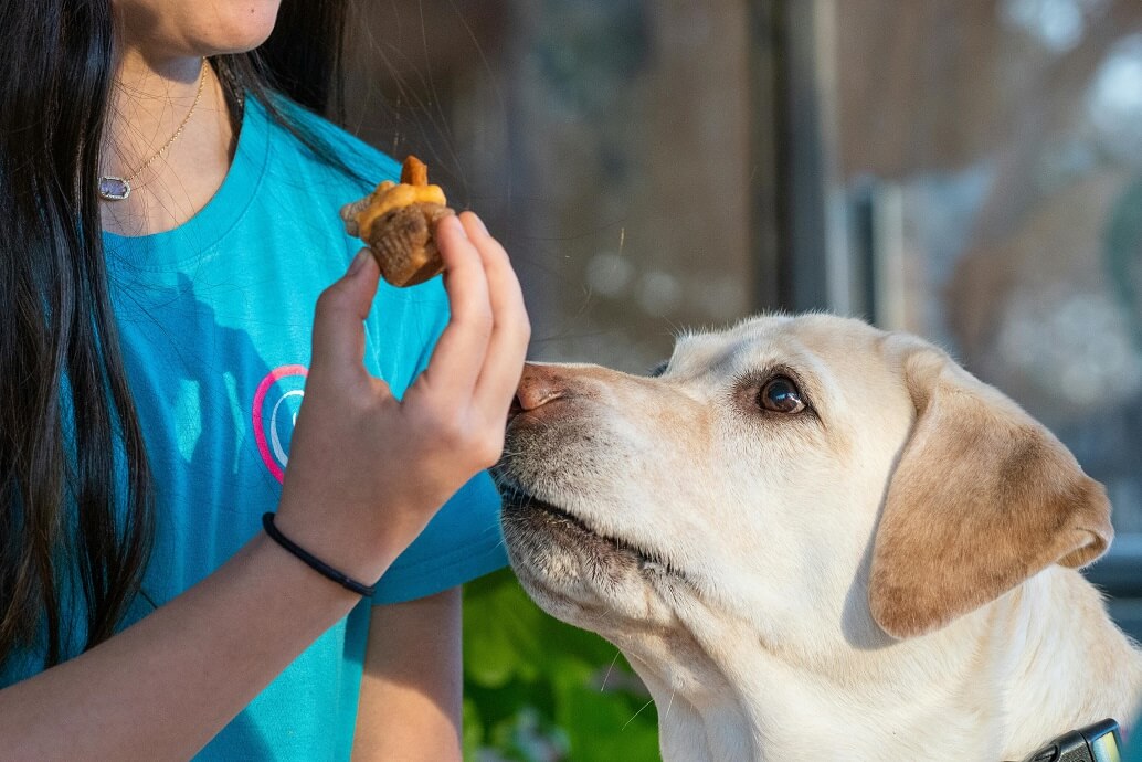 Best Dog Foods for Labradors:Top10 Nourish Your Pup for a Healthy, Happy Life! 1 Best Dog Foods for Labradors