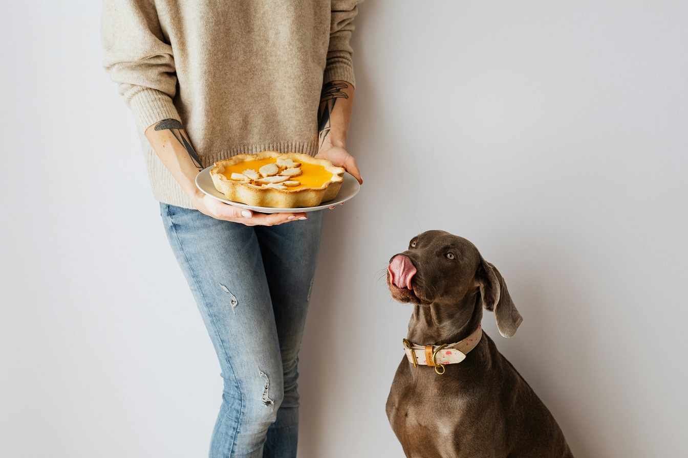 Best Dog Food for Weight Loss: Top Picks for a Healthier, Happier Pup