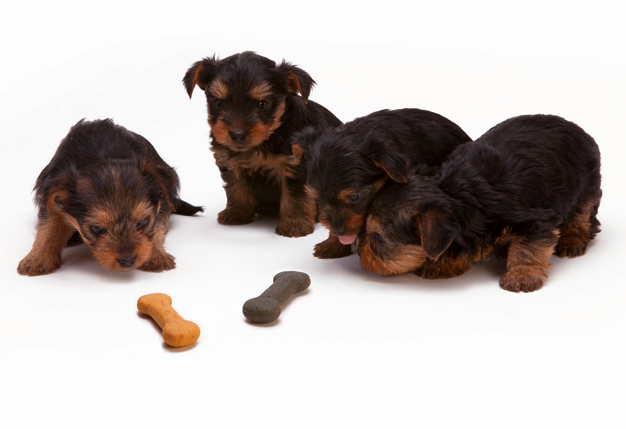 Best Dog Food for Puppies