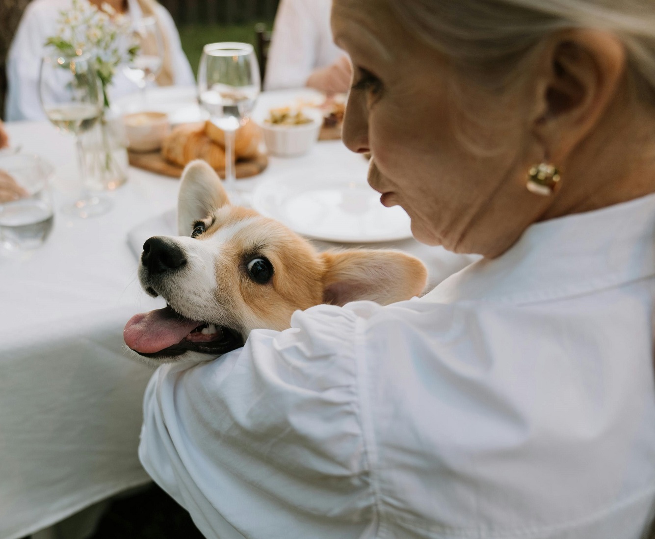 Best Dog Food for Senior Dogs: 10 Top Picks for Optimal Health