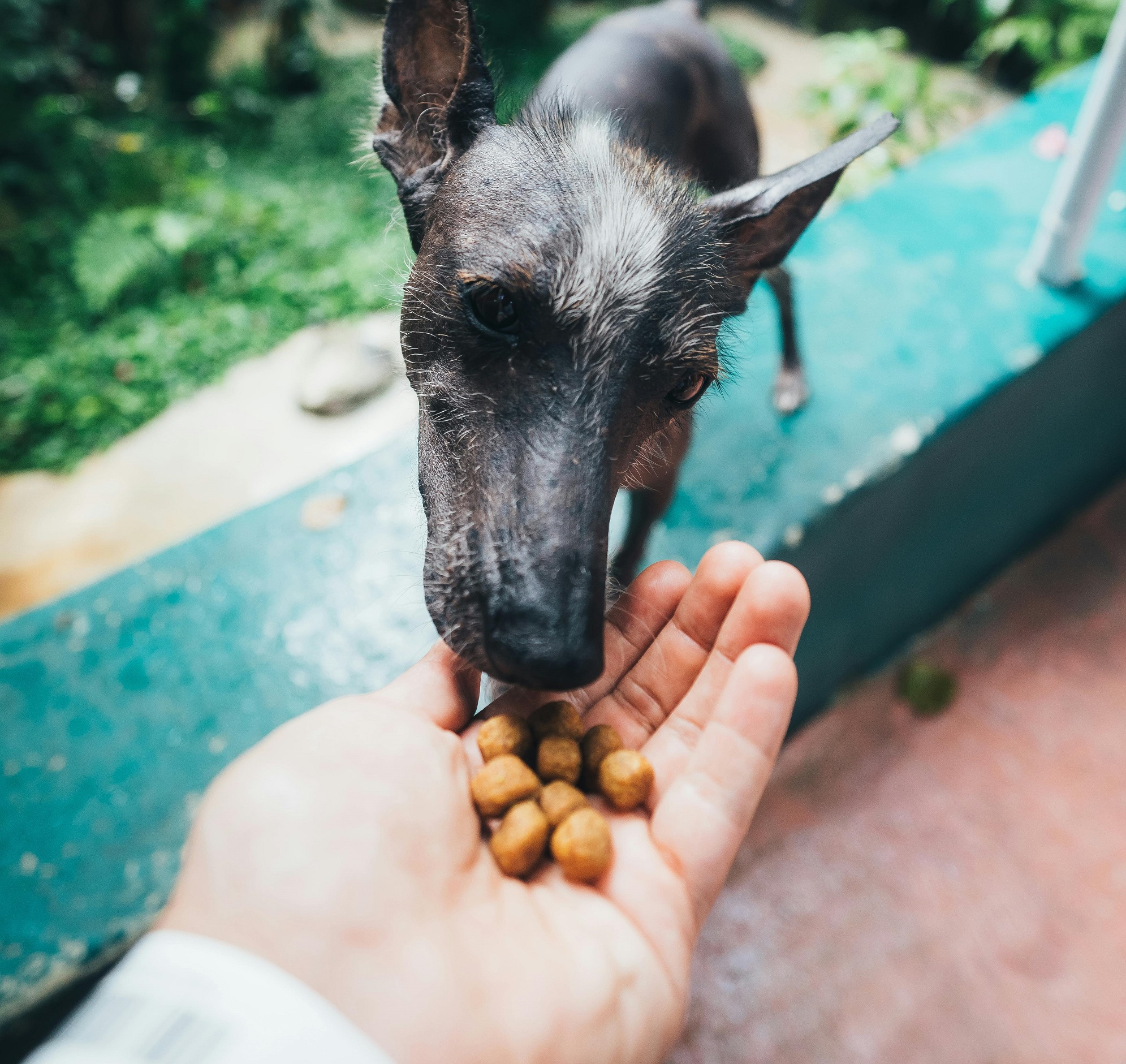 Best Dog Food for Small Breeds