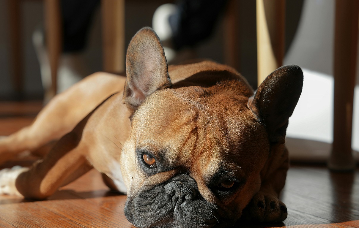 Best Dog Food for Bulldogs