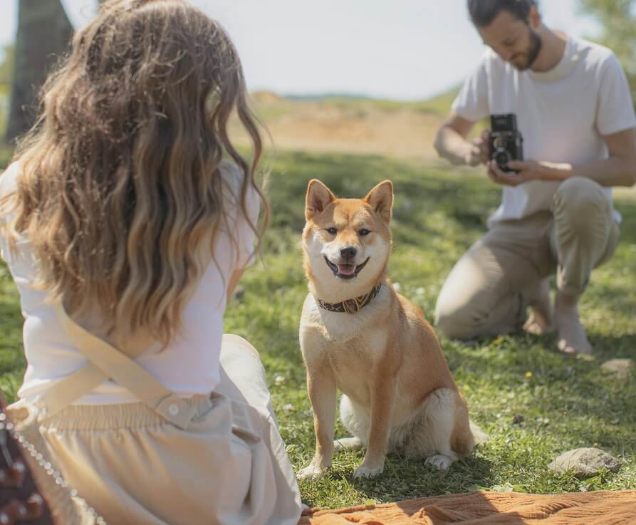Best Dog Food for Dachshunds