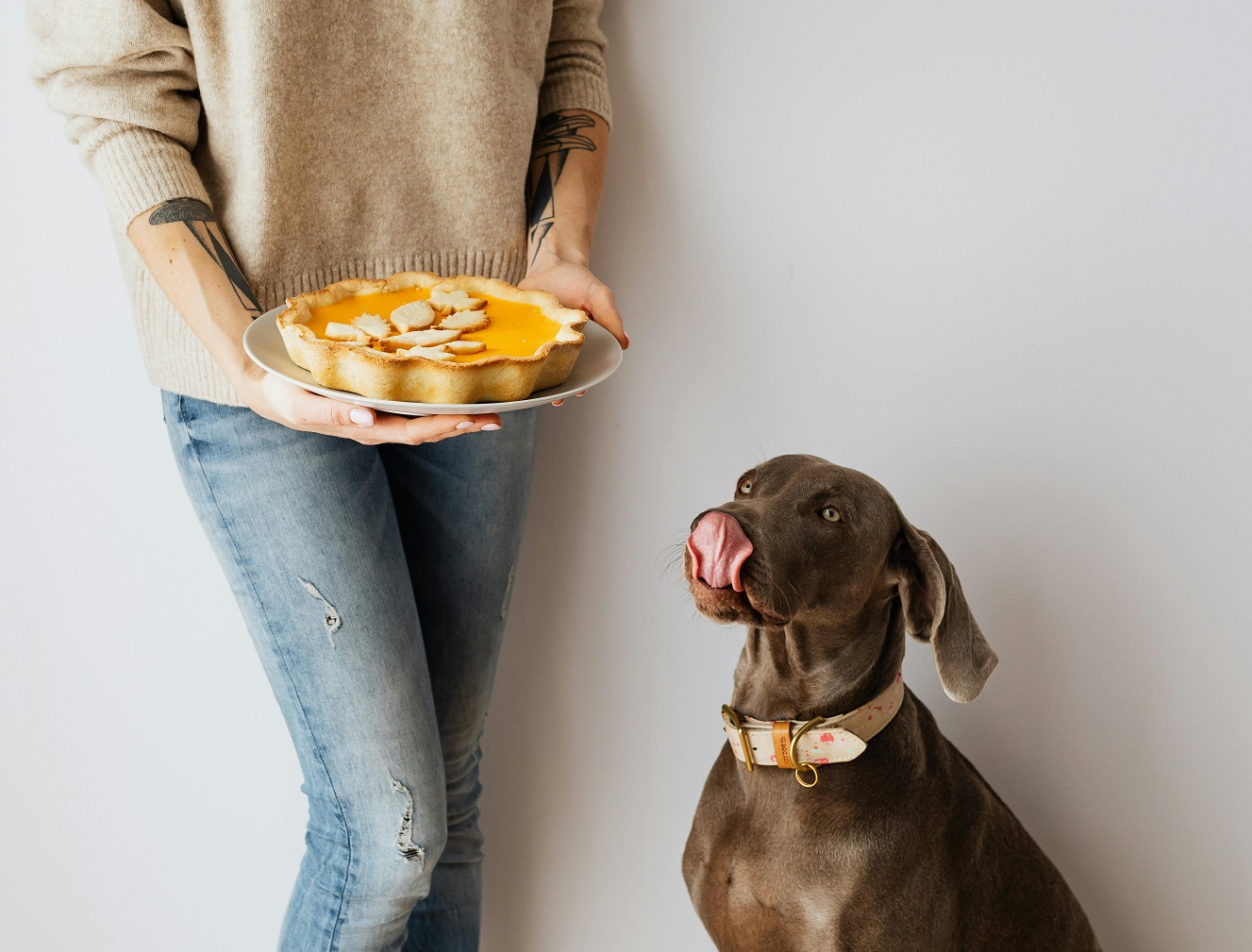 Best Dog Food for Large Breeds