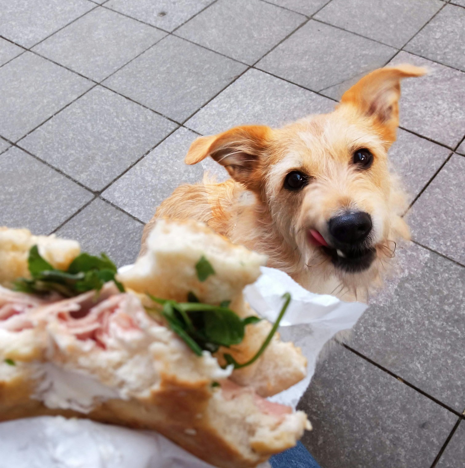 Best Dog Food for Large Breeds