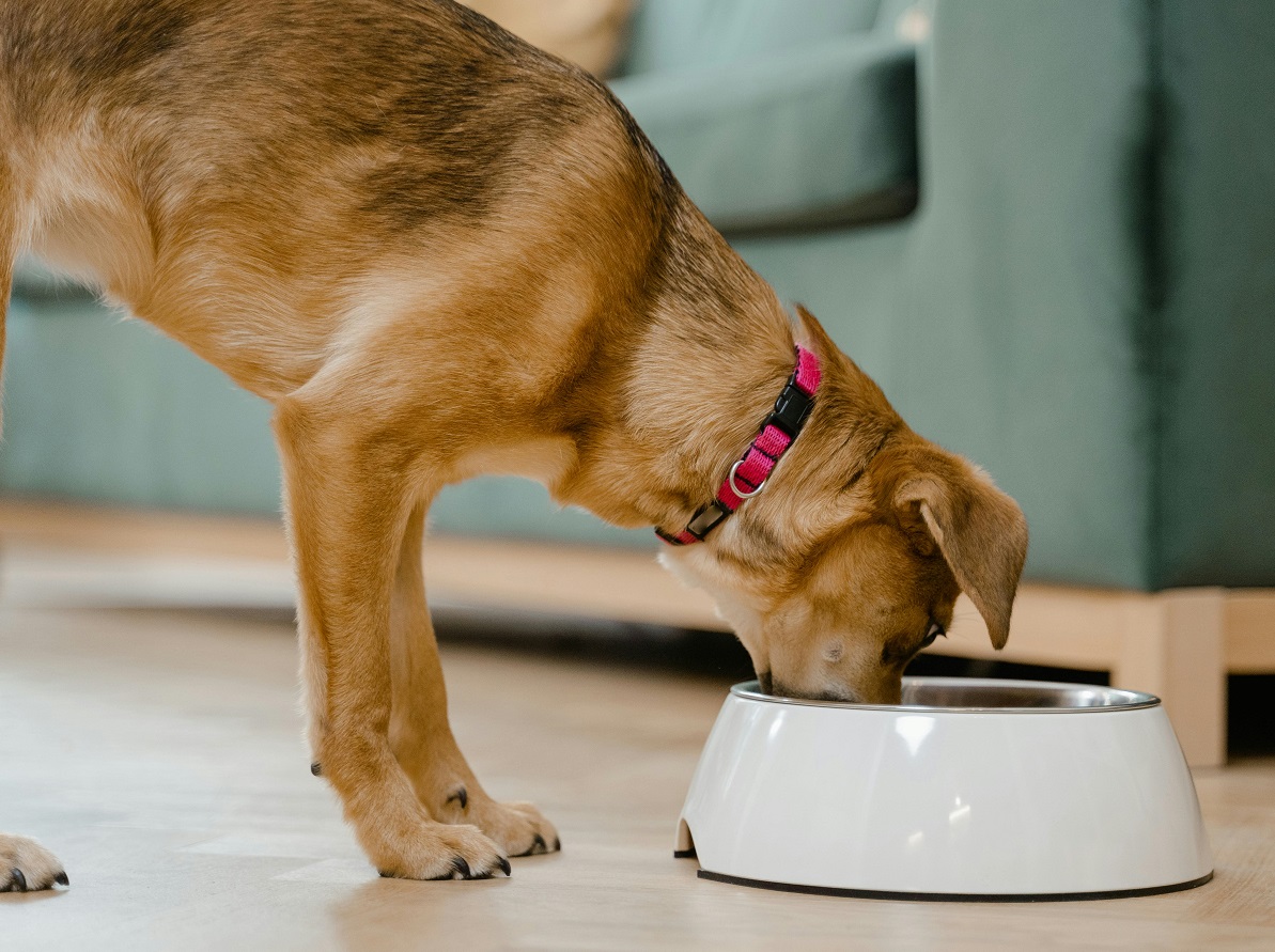 Best Dog Food for Puppies