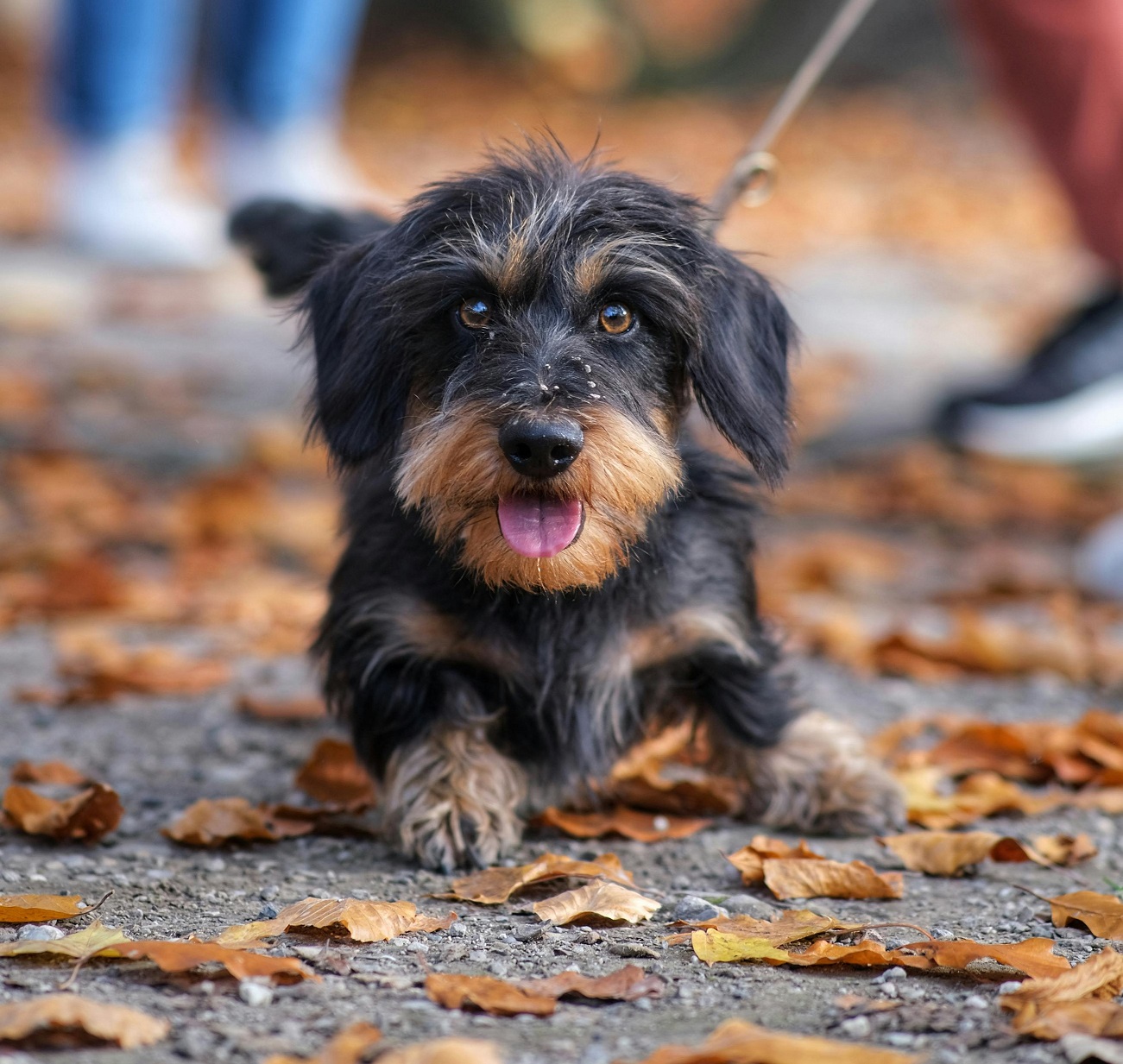 Best Dog Food for Small Breeds