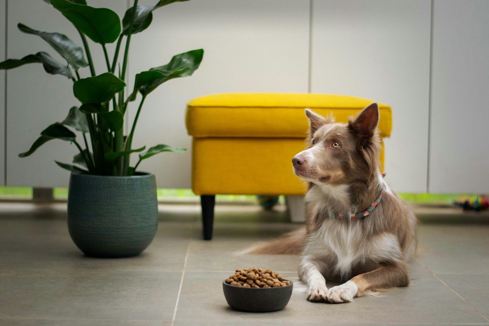 Best Dog Food for Small Breeds