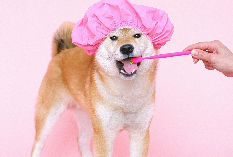 10Essential Winter Dog Care Tips for USA Dog Owners 3 Winter Dog Care Tips