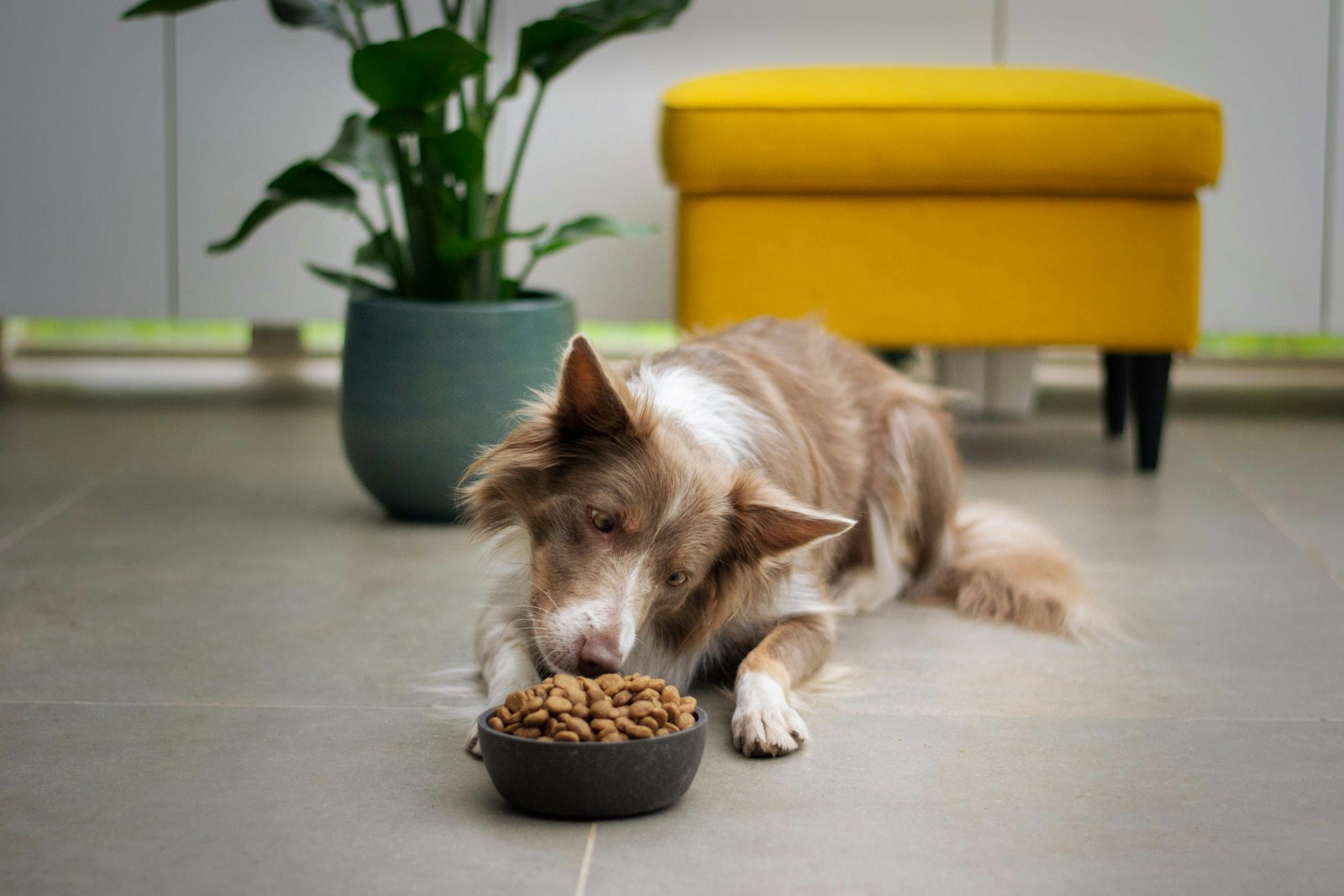 Natural Dog Food:The Ultimate Guidefor Your Pup-2025