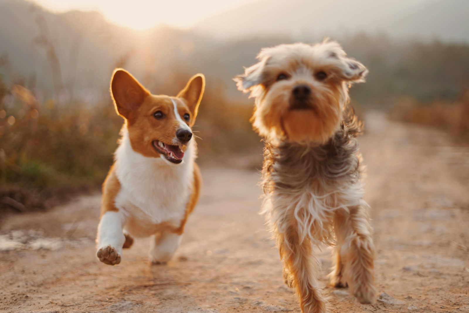 Top 10 Dog Training Tips: Transform Your Pup into a Behaved