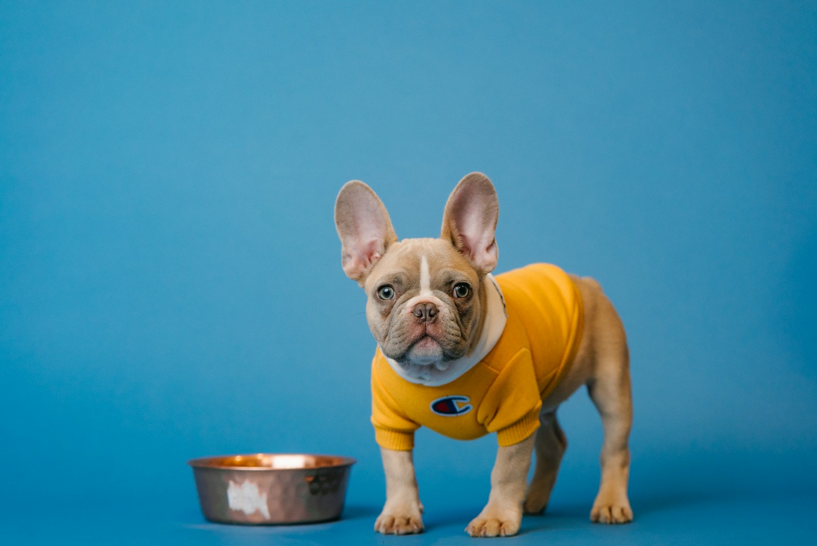 Best Dog Food for Allergies