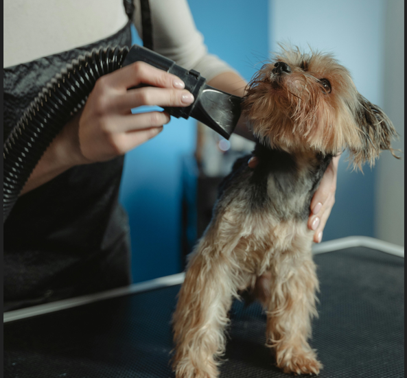 Dry Skin Care for Dogs Effectively: 10 Step-by-Step