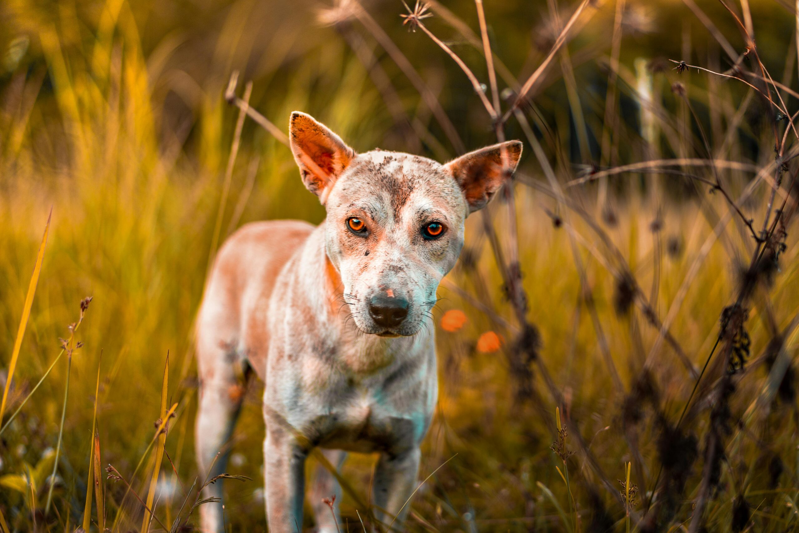 Dry Skin Care for Dogs