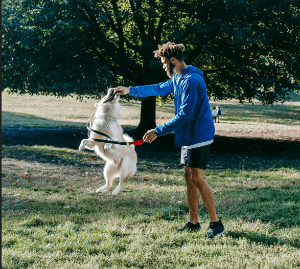 The Best Guide to Pedigree Dry Dog Food: Expert Tips-2025