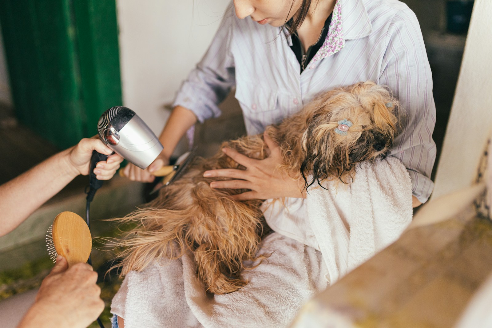 How to Groom Your Dog Like a Pro: 8 Step-by-Step Tips
