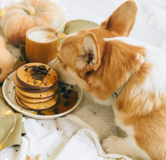 healthy dog seasonings