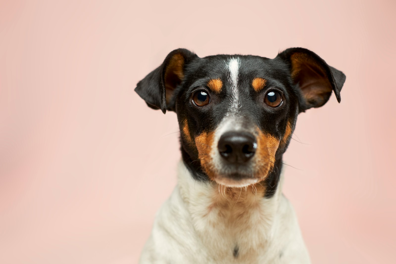 5 Best Homemade Dog Treats for Senior Dogs: Soft, Tasty, and Nutritious 1 Homemade Dog Treats for Senior Dogs
