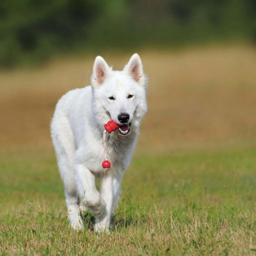 Dog Training with Treats