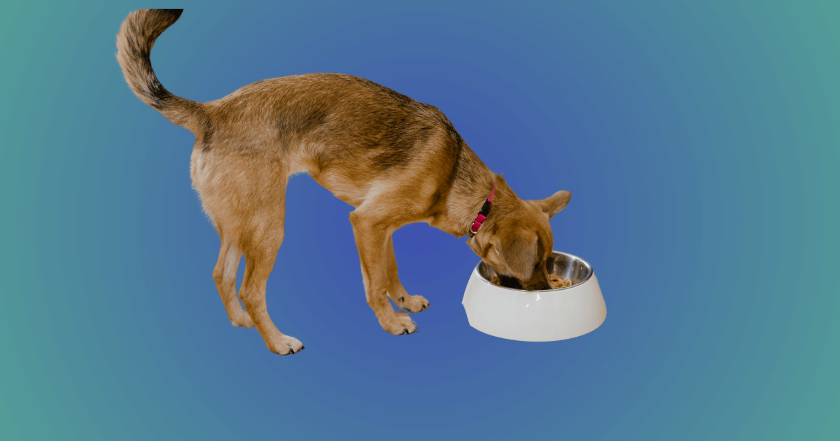 Top 4Health Dog Food Reviews: A Comprehensive Analysis
