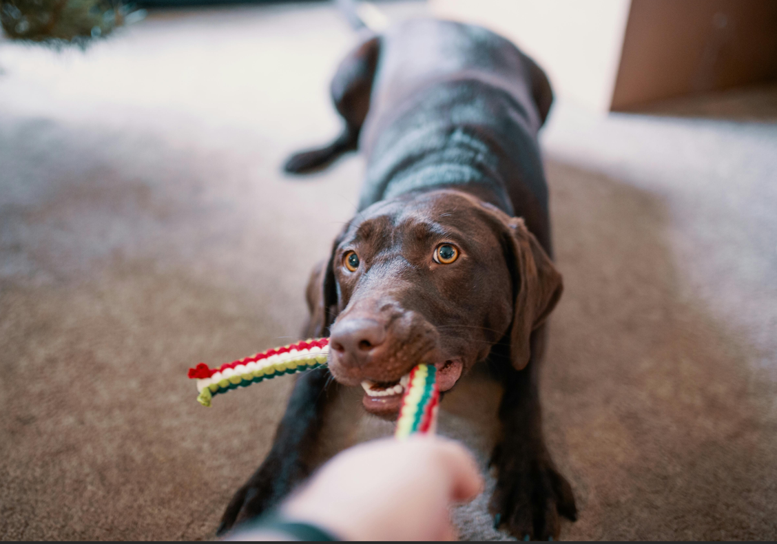 Dog Training Essentials