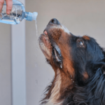 Bernese Mountain Dog Health Issues