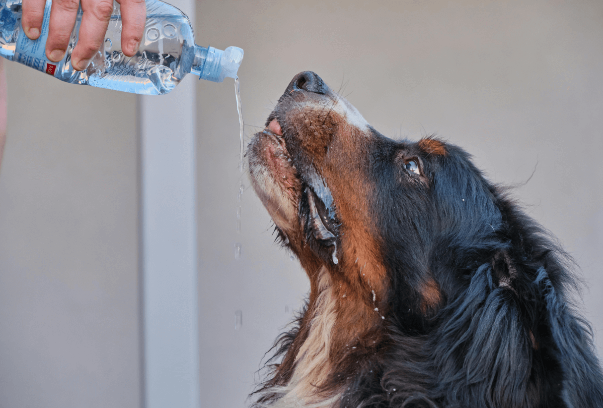 Bernese Mountain Dog Health Issues:Tips Effective Concerns-2025