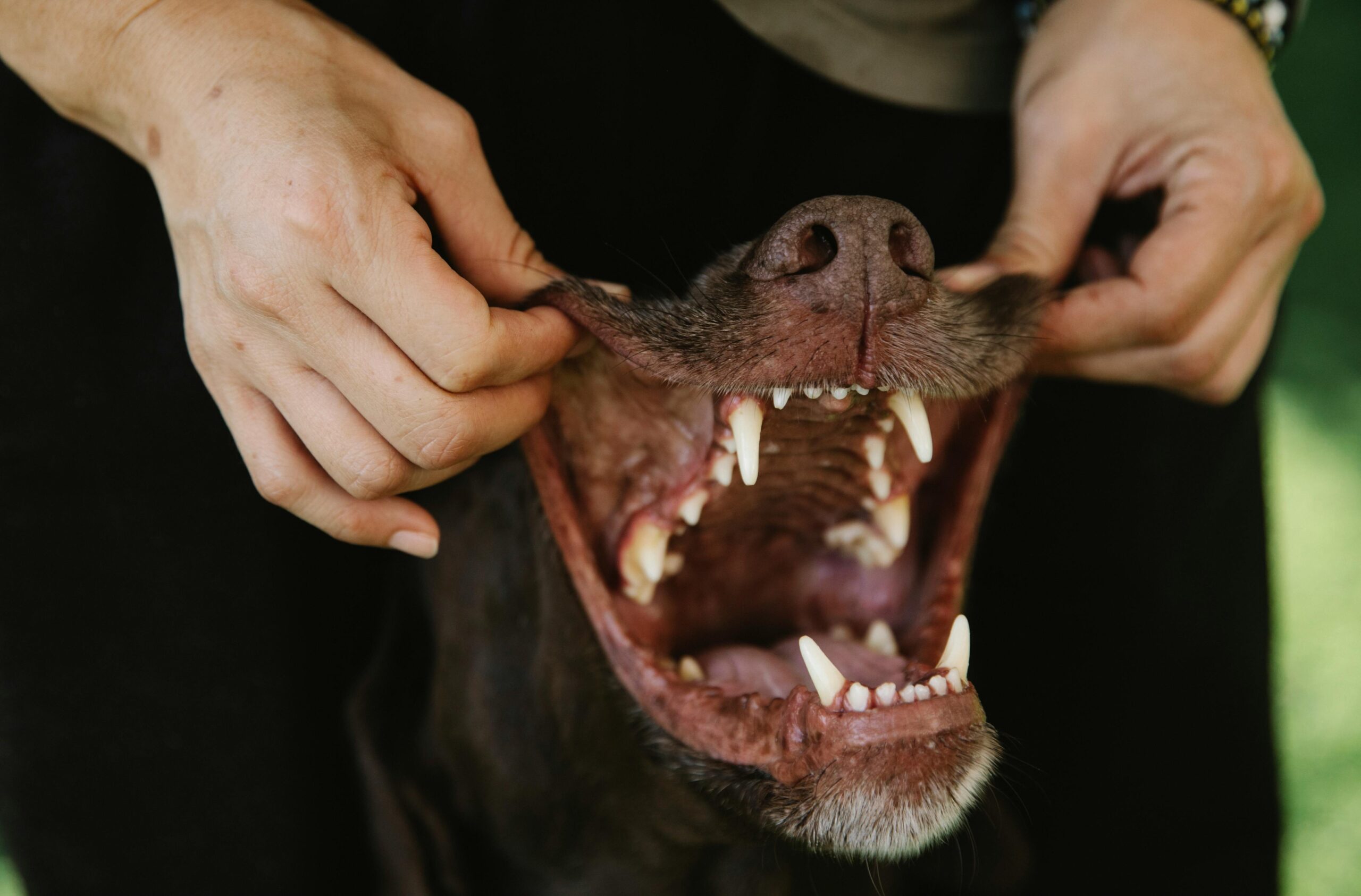 Essential Guide to Caring for Dog Wounds: 10 Steps for Healing 3 Burns and Bites