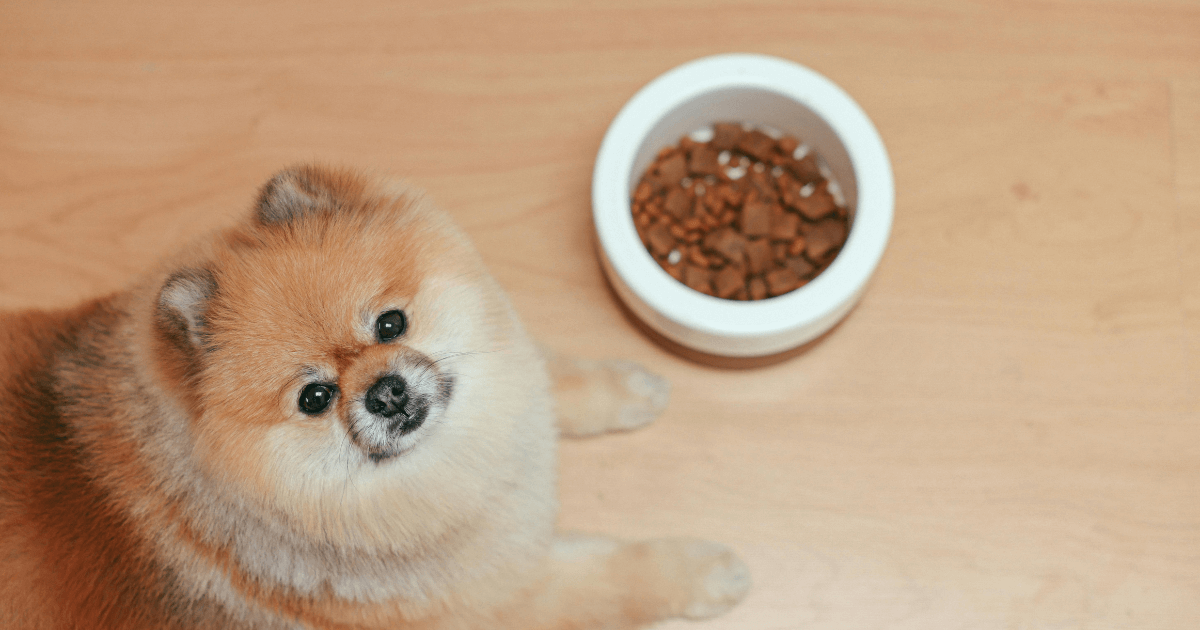Dog Food Recall Pedigree : Best Effective Guide to Know-2025