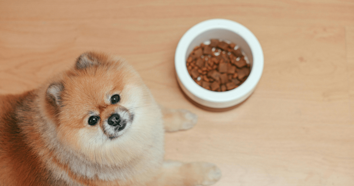 Best Dog Foods for Allergies