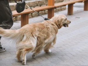 Dog Behavior Modification Training