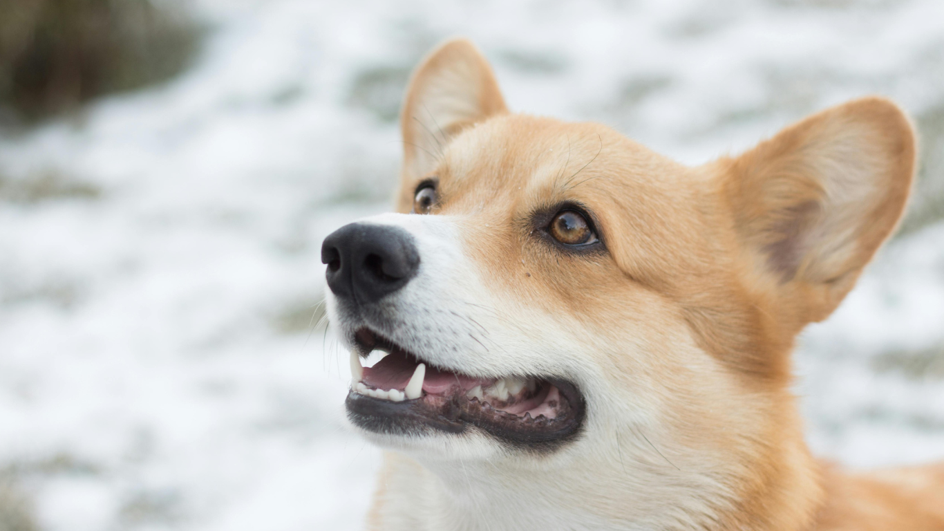 Dog Food for Picky Eaters | Best Nutrition for Fussy and Small Breed Dogs