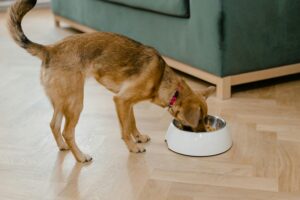 Dog Food Storage and Accessories | Best Bins, Containers & Bowl Stands 2 Metal Dog Food Container