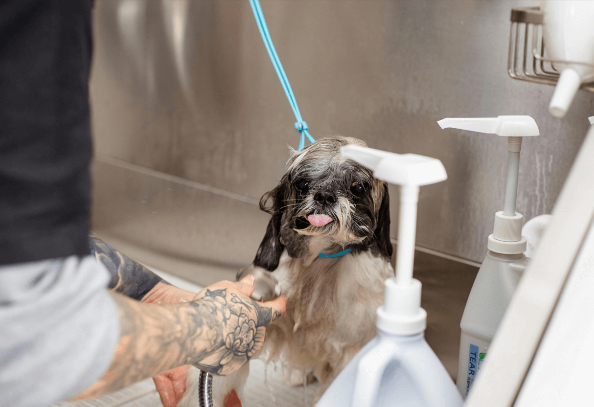 Effective Dog Sedatives for Grooming Sessions-2025