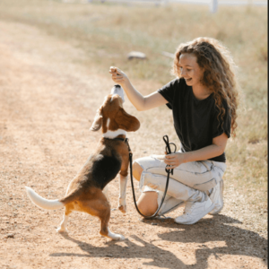 Effective Dog Training Plan
