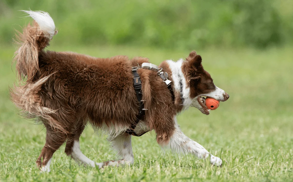 Dog Behavior Modification Training: 10 best Techniques 4 Dog Training