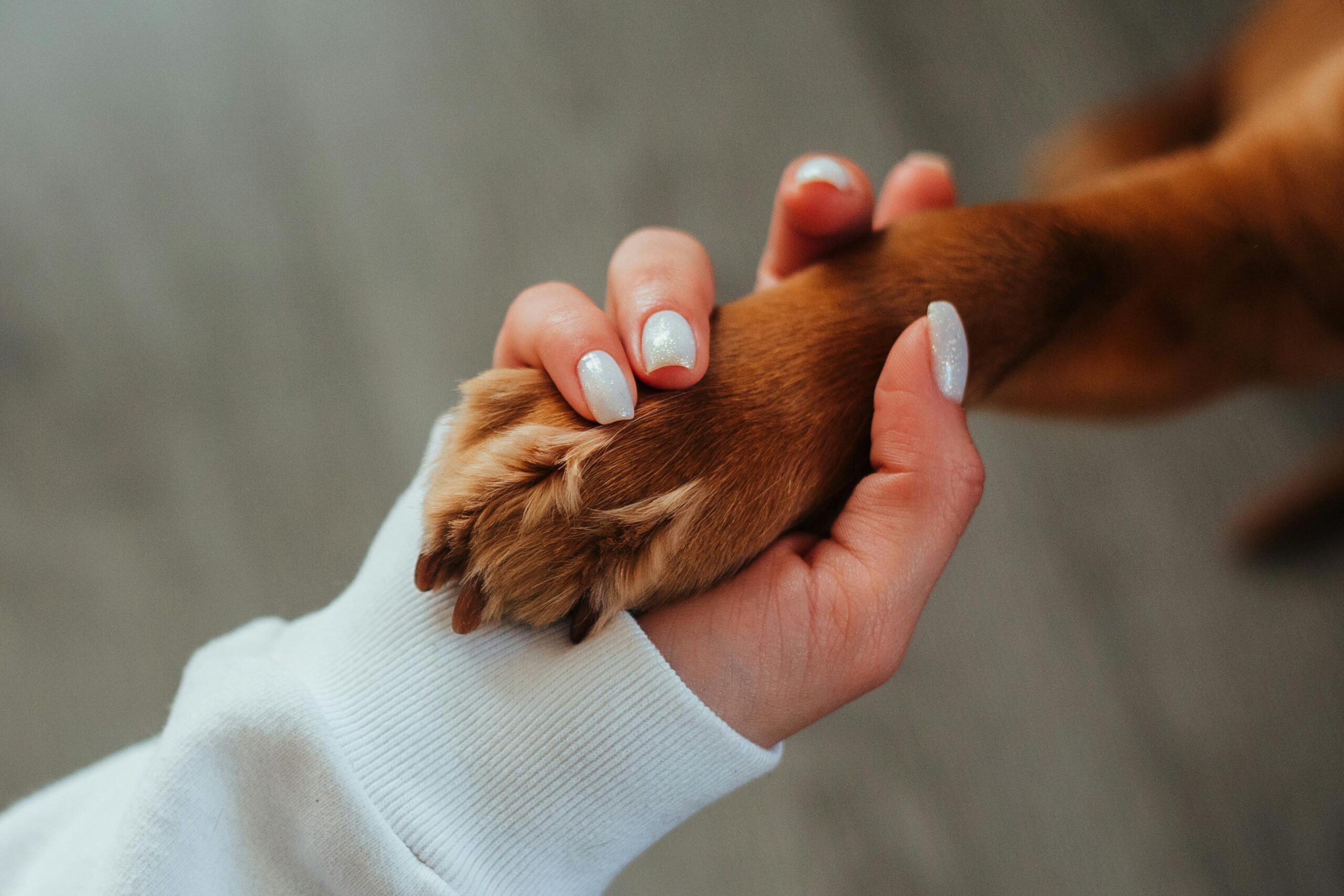 Tips Dogs and Diarrhea? Causes, Treatments, and Prevention 3 Dogs and Diarrhea