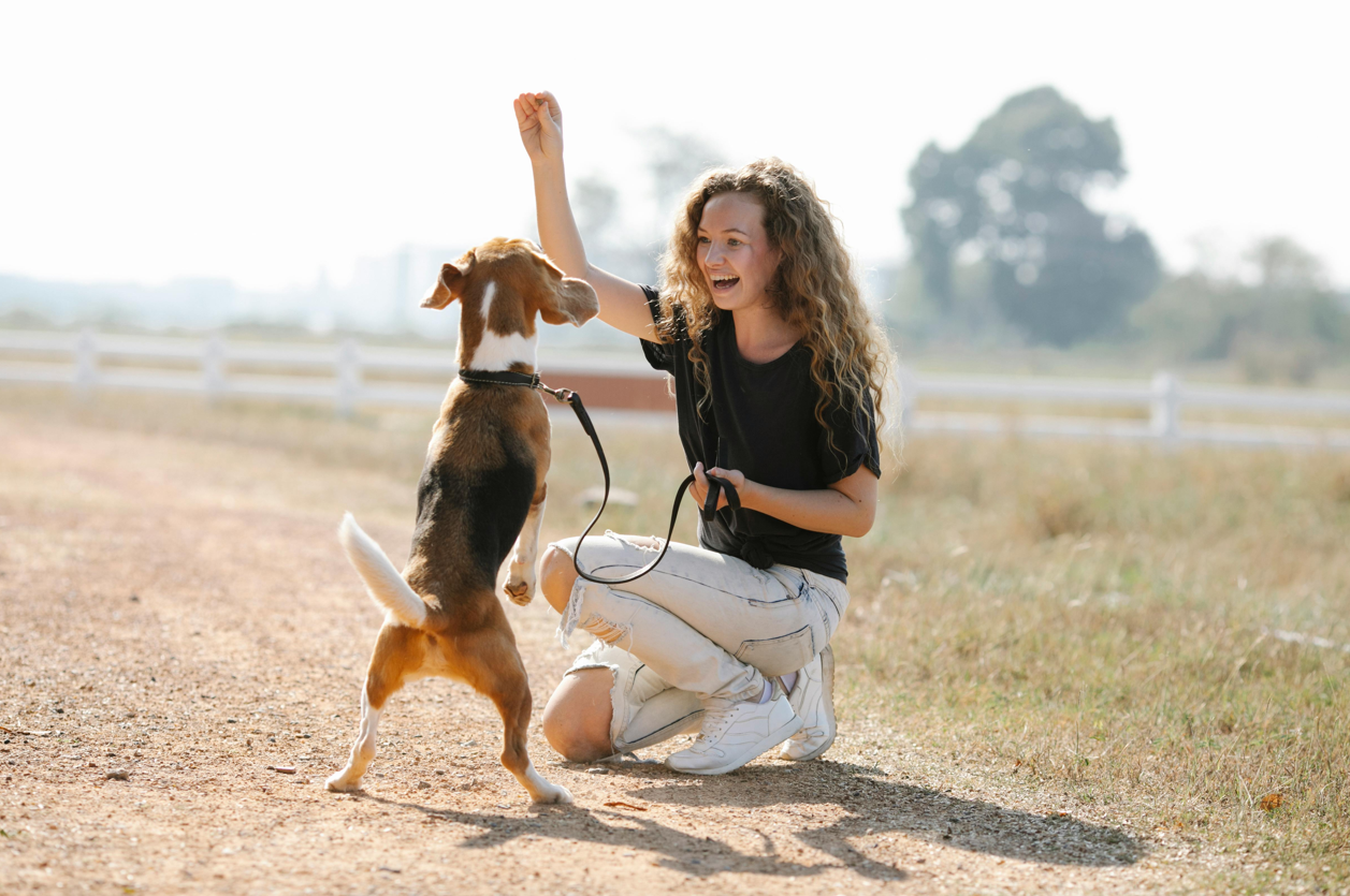 Good Training Dogs: A Guide to the Best Breeds