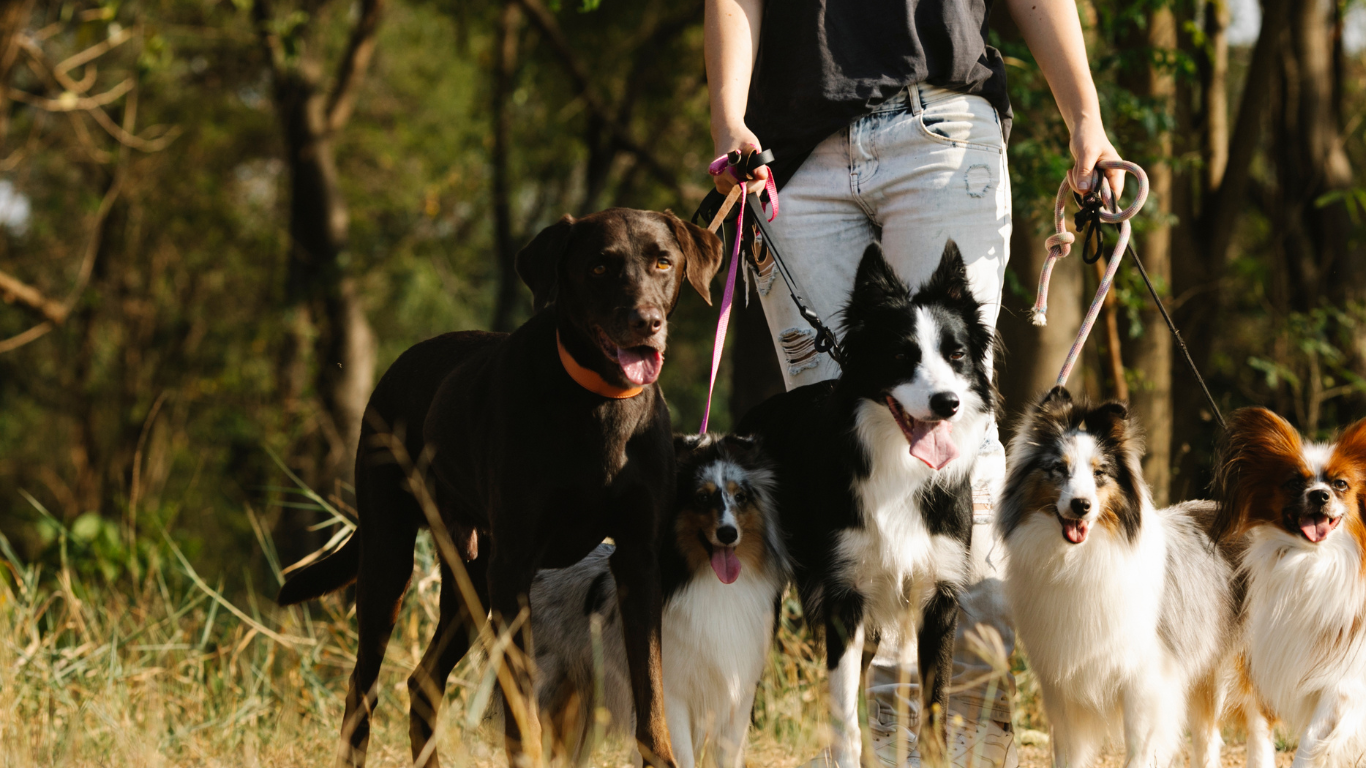 Dog eye health issues