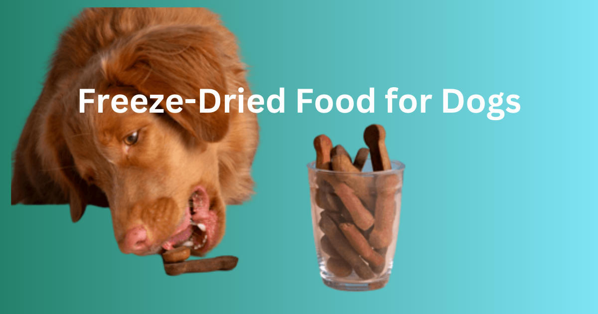 Ultimate Guide to Freeze-Dried Food for Dogs:Top -2025