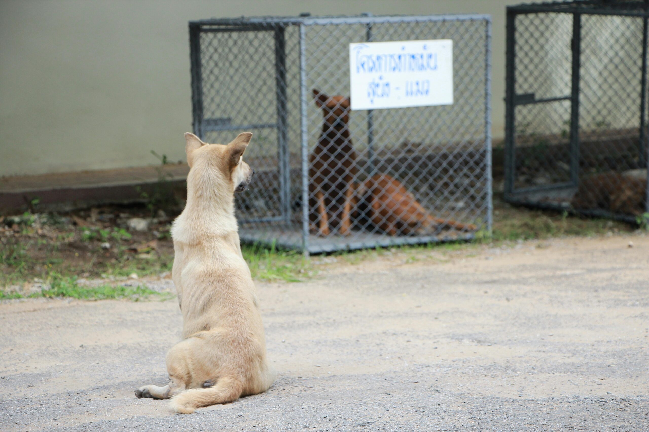 Aftercare for Dog Neuter: 10 best The Ultimate Post-Operative Guide 4 Aftercare for Dog Neuter