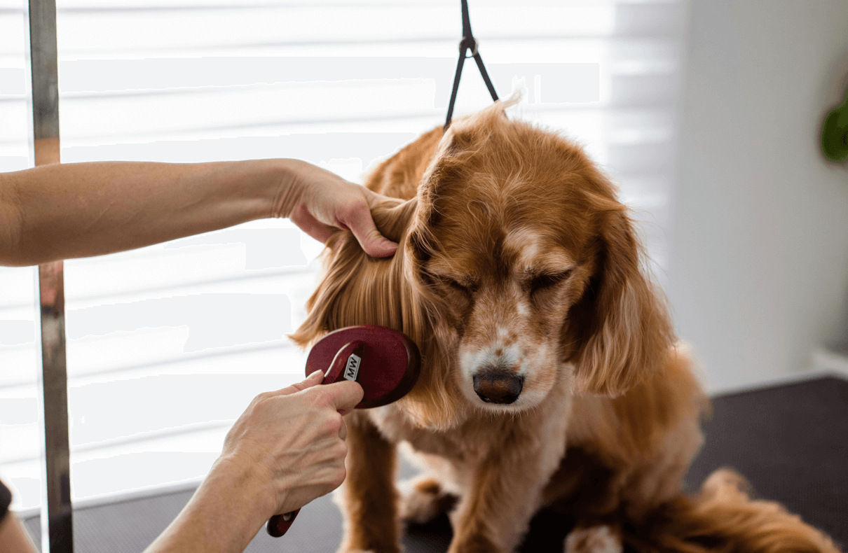 Location-Based Mobile Dog Grooming Services