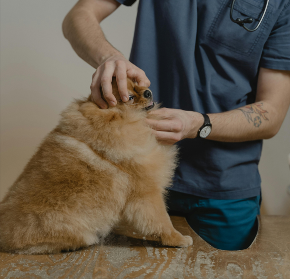 Caring for Dog Wounds